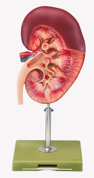 Anatomical Kidney Model - Image 2