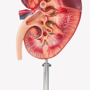 Anatomical Kidney Model