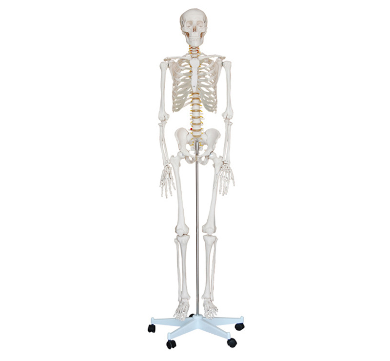 Articulated Adult Skeleton 180cm Tall - Image 2