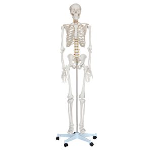 Articulated Adult Skeleton