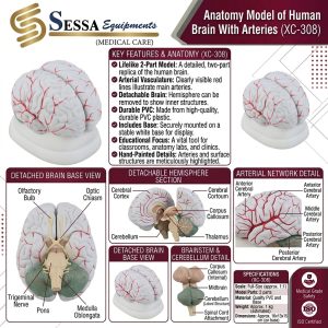 Human Brain With Arteries