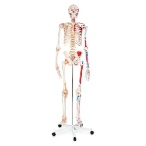 Articulated Adult Skeleton