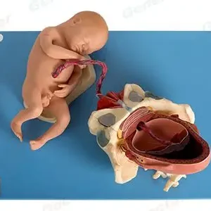 Demonstration Model of Child-Birth