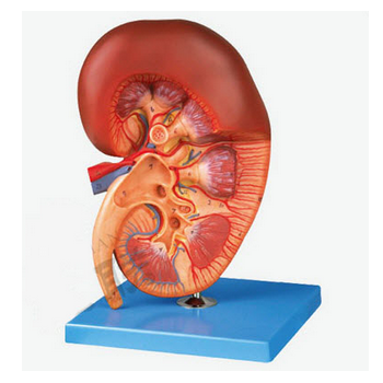 Anatomical Kidney Model - Image 3