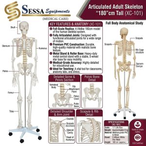 Articulated Adult Skeleton 180cm Tall