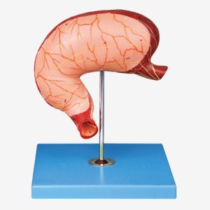 Anatomical Stomach Model