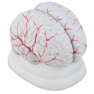Human Brain With Arteries