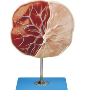 Human Placenta Model