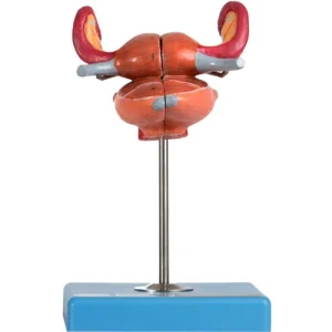 Anatomical Uterus Model