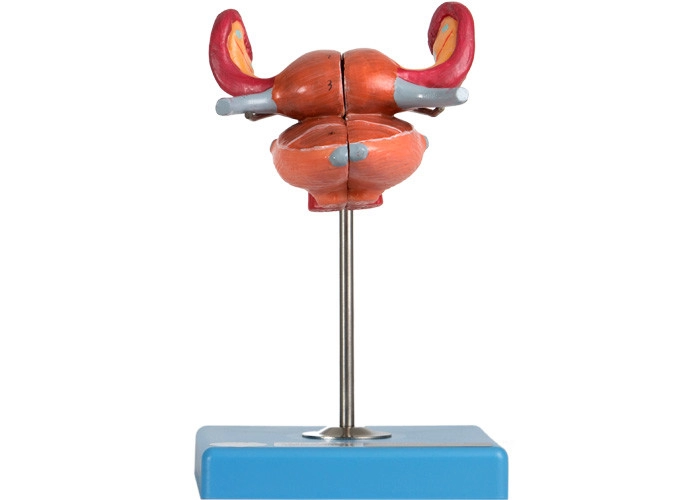 Anatomical Uterus Model
