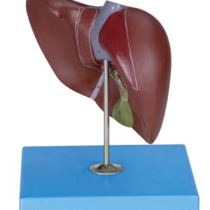 Liver Anotomy Model