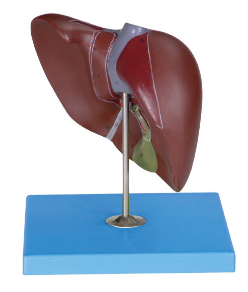 Liver Anotomy Model