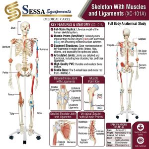 Skeleton With Muscles and Ligaments