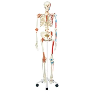 Skeleton With Muscles and Ligaments