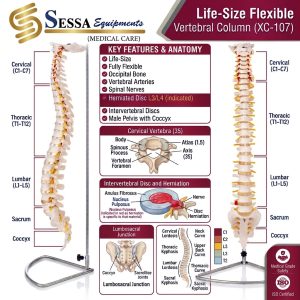 Life-Size Flexible Vertebral Column