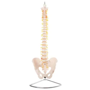 Vertebral Coloumn With Pelvis