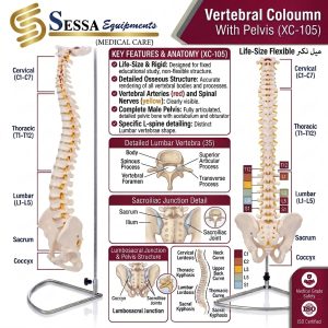 Vertebral Coloumn With Pelvis
