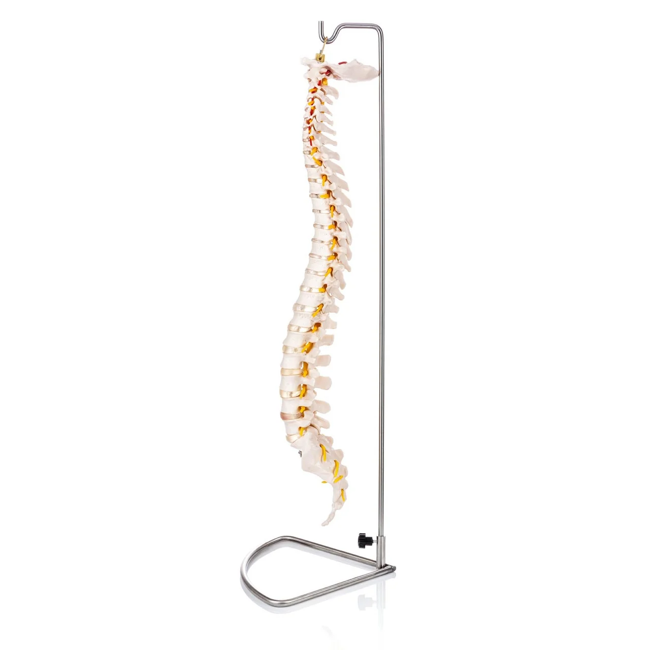 Life-Size Flexible Vertebral Column - Image 2