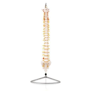 Life-Size Flexible Vertebral Column