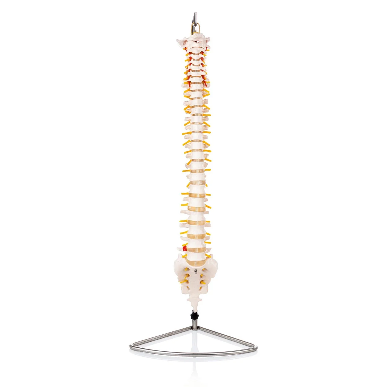 Life-Size Flexible Vertebral Column